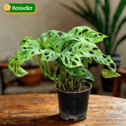 Monstera Broken Heart in 4 Inch Nursery Pot