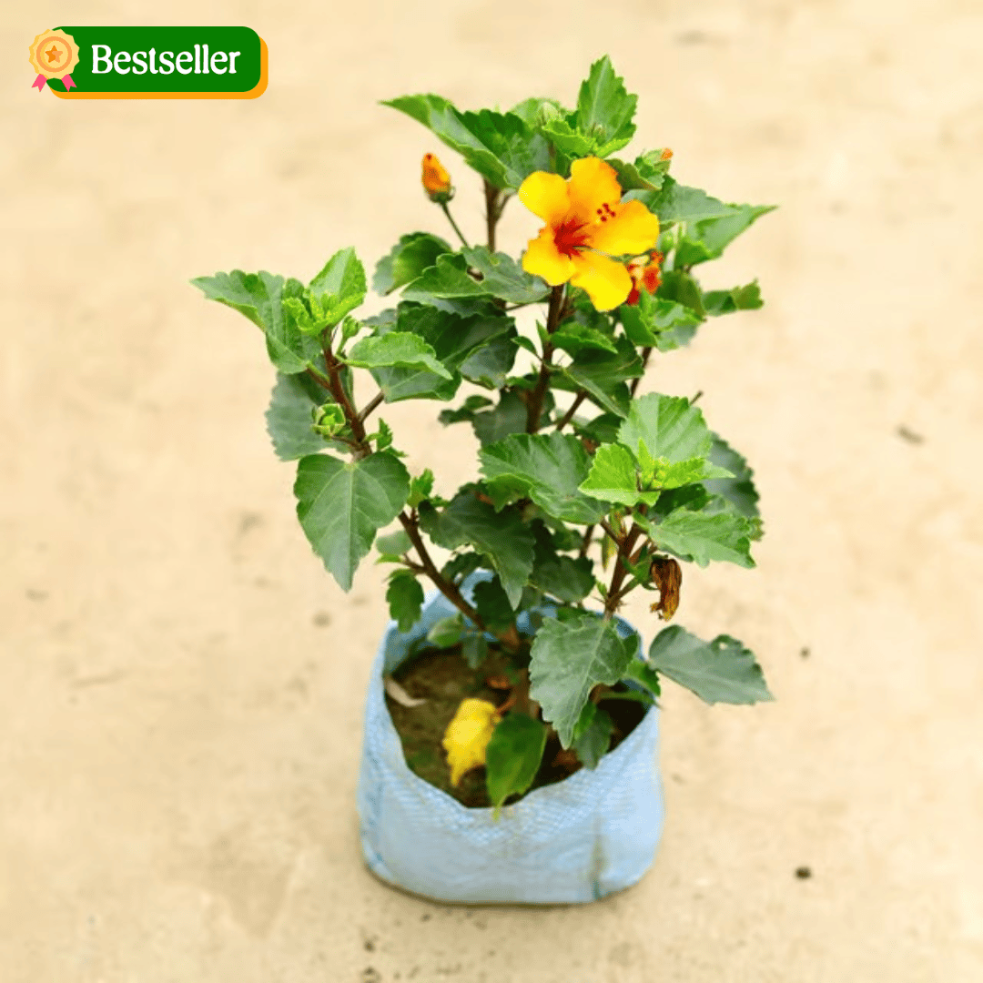 Hibiscus / Gudhal Pune (any colour) in 8 Inch Nursery Bag
