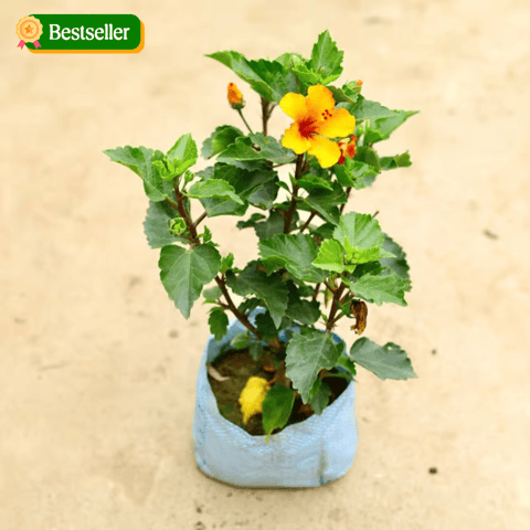 Hibiscus / Gudhal Pune (any colour) in 8 Inch Nursery Bag