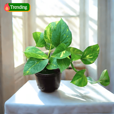 Money Plant Green in 4 Inch Nursery Pot