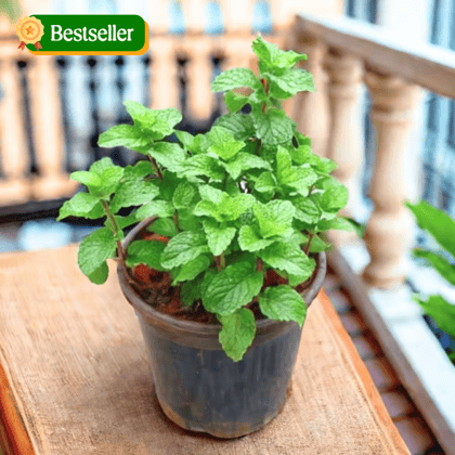 Mint / Pudina in 6 Inch Nursery Pot