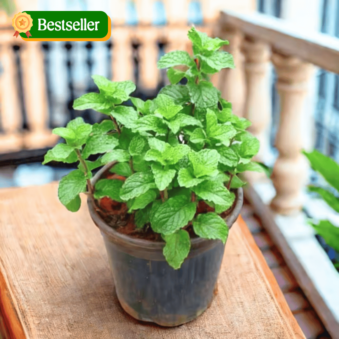 Pudina / Mint in 4 Inch Nursery Pot