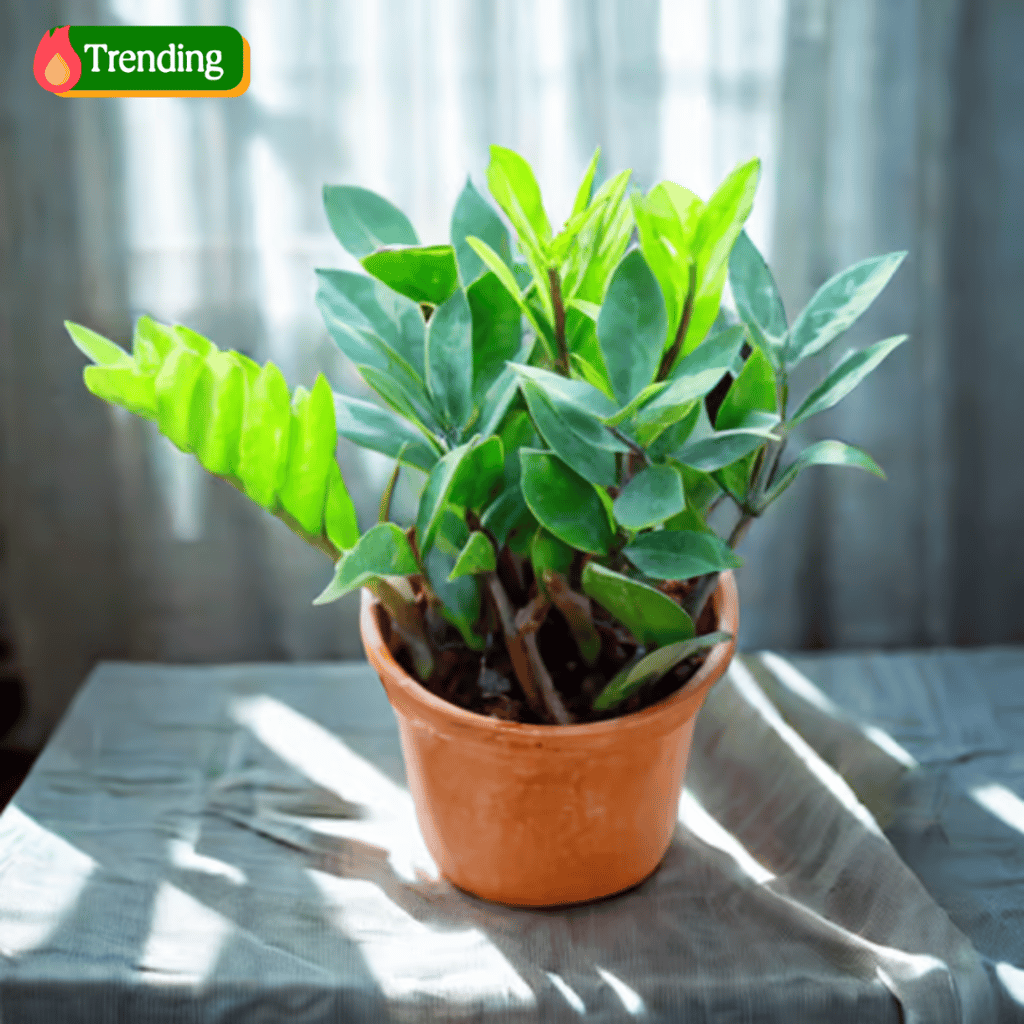 Zz Green in 5 Inch Nursery Pot Zz Green in 5 Inch Nursery Pot