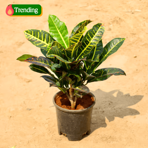 Croton Petra in 6 Inch Nursery Pot