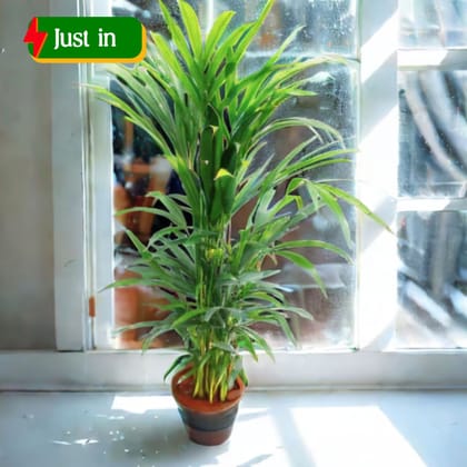 Areca Palm (~ 2 Ft) in 6 Inch Nursery Pot