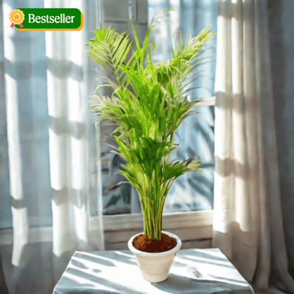 Areca Palm (~ 3Ft) in 10 Inch Classy White Plastic Pot - Air Purifying Special Indoor Plant