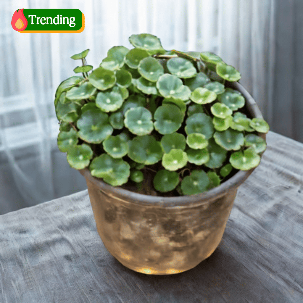 Brahmi Dollar / Pennywort / Coin Plant in 4 Inch Nursery Pot Brahmi Dollar / Pennywort / Coin Plant in 4 Inch Nursery Pot