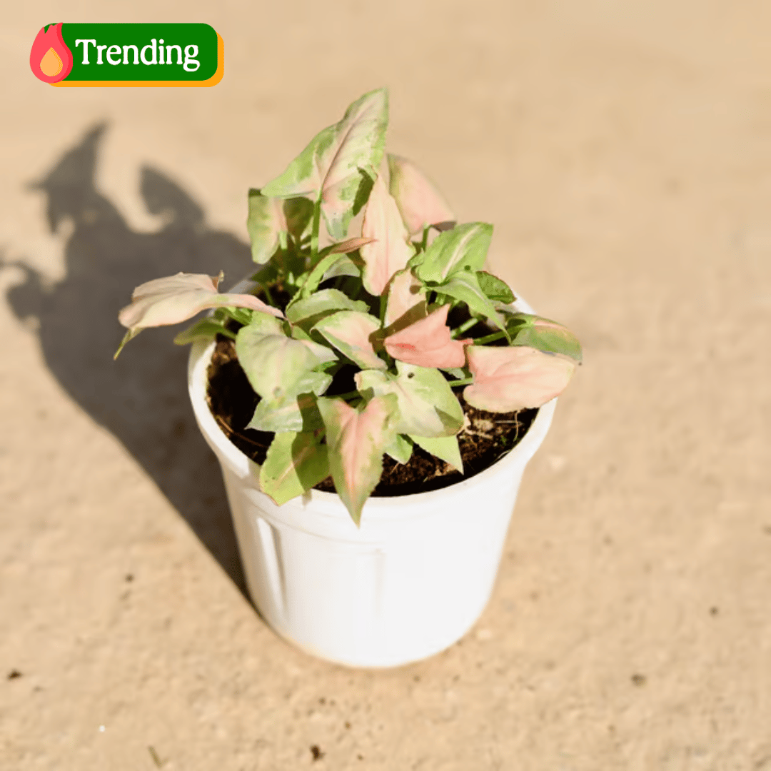 Syngonium Pink in 4 Inch Nursery Pot