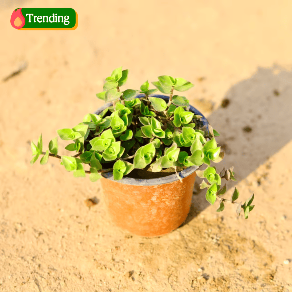 Turtle vine Heart Shape in 4 Inch Nursery Pot Turtle vine Heart Shape in 4 Inch Nursery Pot