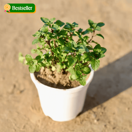 Pudina / Mint in 4 Inch White Nursery Pot