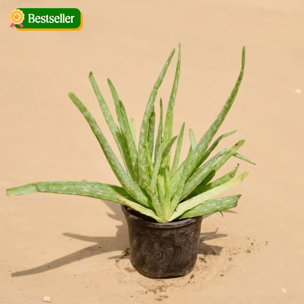 Aloe Vera in 4 Inch Nursery Pot Aloe Vera in 4 Inch Nursery Pot