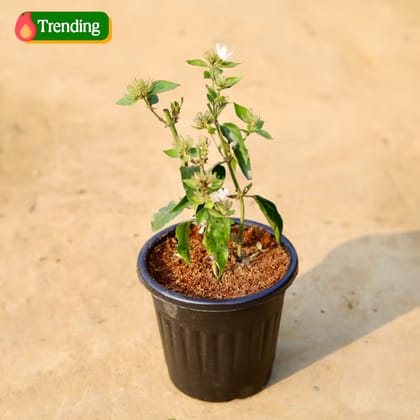 Kund Bel / Jasmine in 6 inch Black Super Nursery Pot