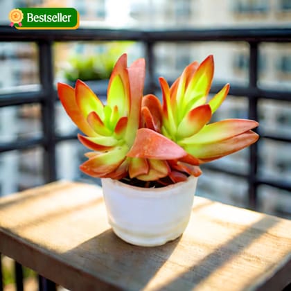Pagoda Red Succulent in 4 Inch Nursery Pot