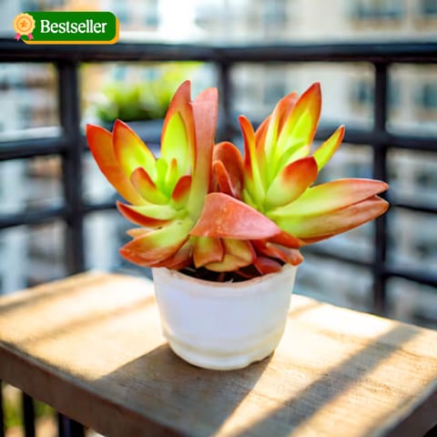 Pagoda Red Succulent in 4 Inch Nursery Pot