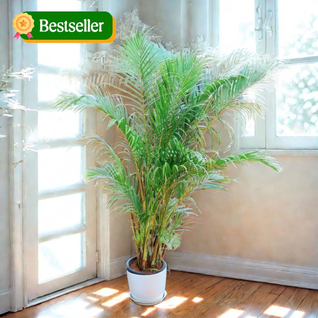 Areca Palm ~ 3 Ft in 10 Inch White Premium Sphere Plastic Pot with Tray - Best Air Purifying Corner Indoor Plant Areca Palm ~ 3 Ft in 10 Inch White Premium Sphere Plastic Pot with Tray - Best Air Purifying Corner Indoor Plant