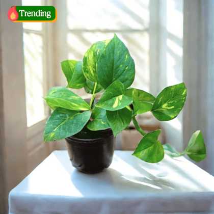 Money Plant in 5 Inch Nursery Pot