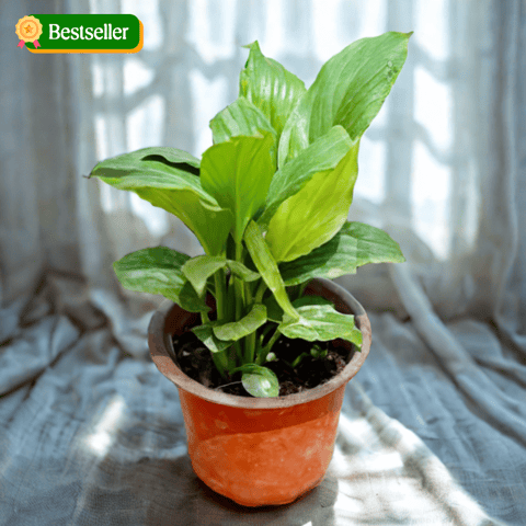 Peace Lily in 4 Inch Nursery Pot