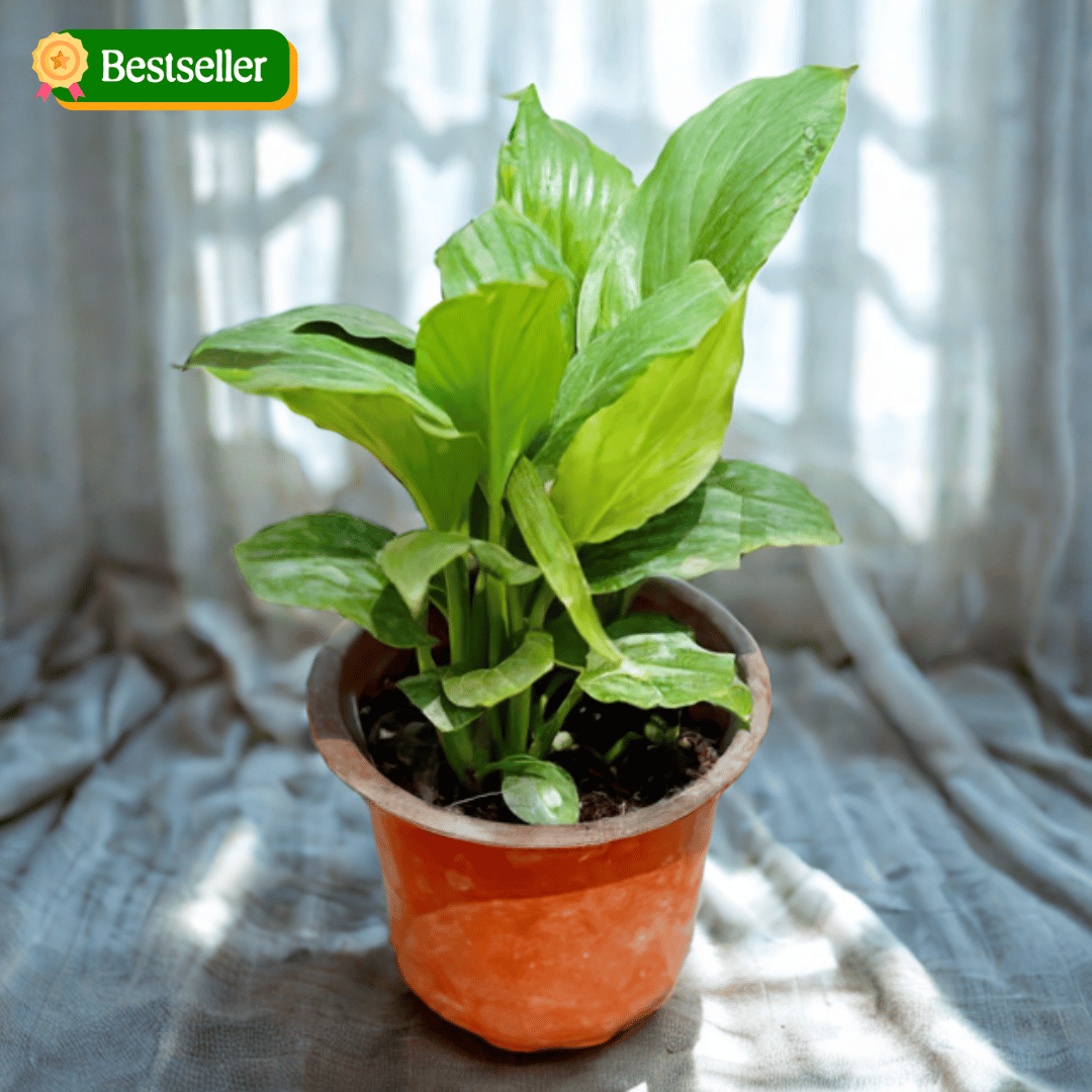 Peace Lily in 4 Inch Nursery Pot