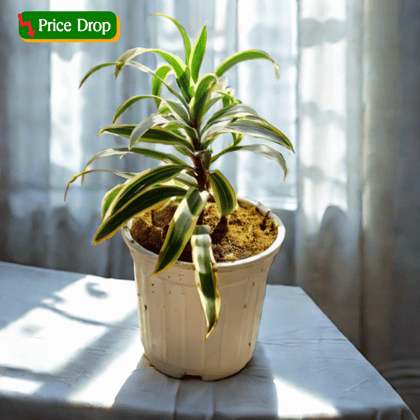 Song of India in 6 Inch White Super Nursery Pot
