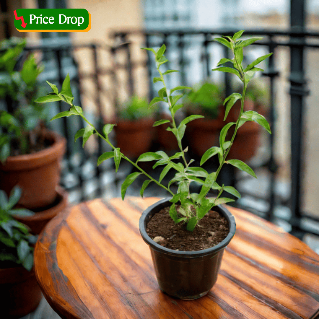 Raat ki Rani / Night Blooming Jasmine (Any Colour) in 8 Inch Nursery Pot