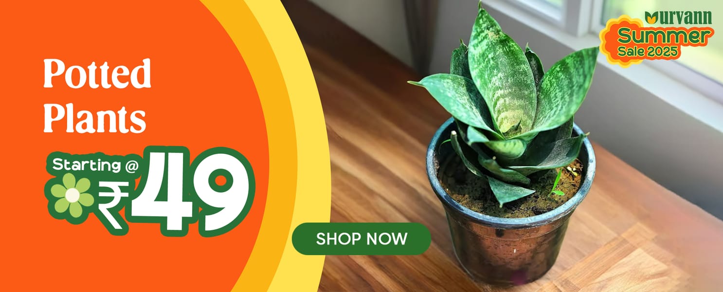 Potted Plants