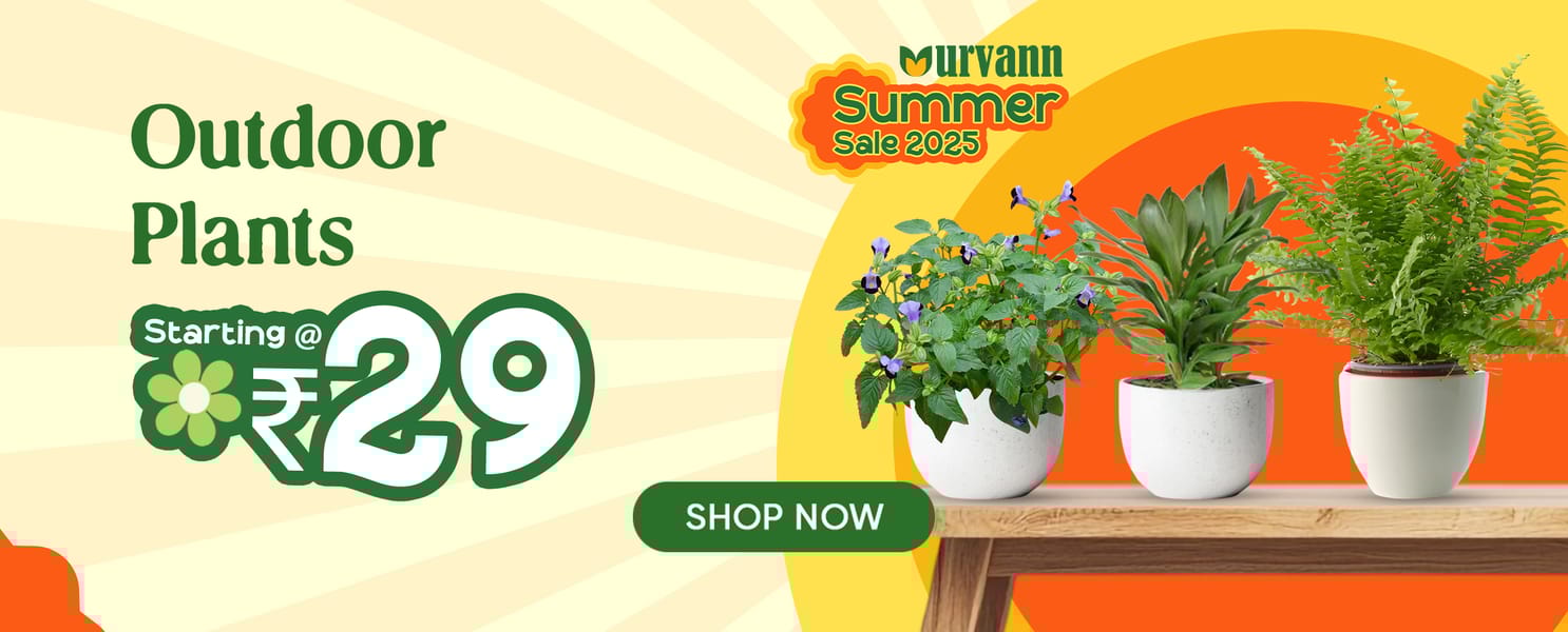 Outdoor plants