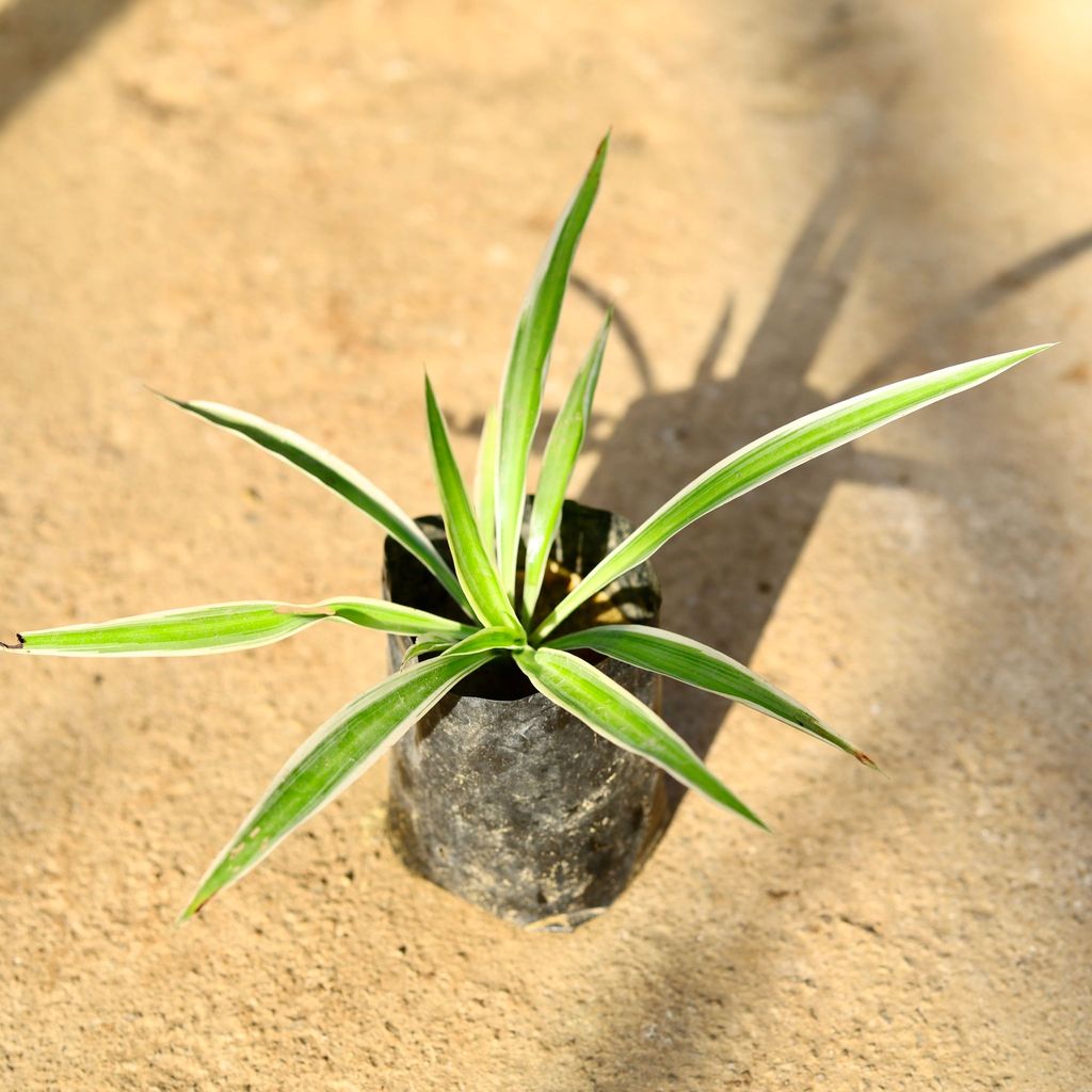 Spider plant in 4 Inch Nursery Bag