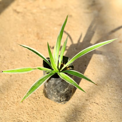 Spider plant in 4 Inch Nursery Bag