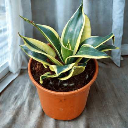 Snake Dwarf in 6 Inch Red Nursery Pot