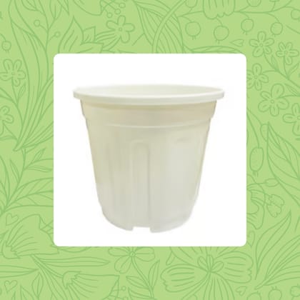 Free Gift - 6 Inch White Super Nursery Pot - Flash Sale