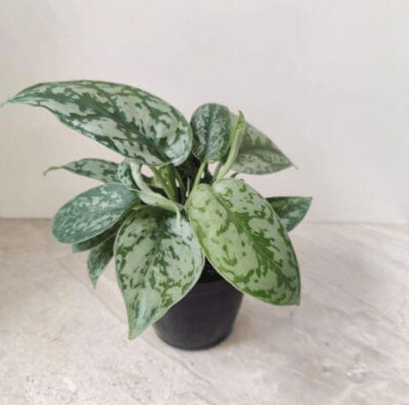 Money Plant Silver in 4 Inch Nursery Pot