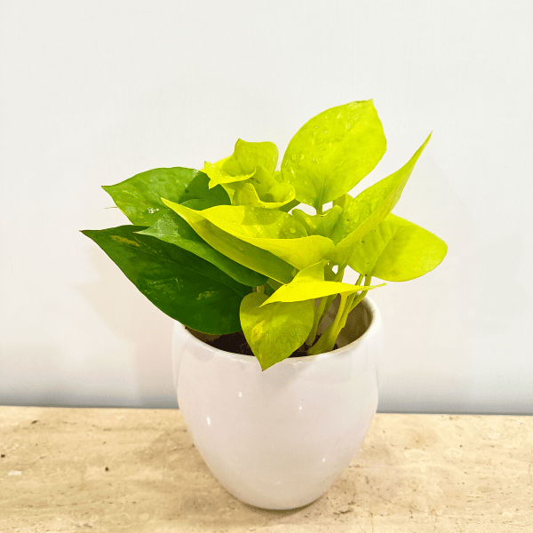 Golden Money Plant in Classy Ceramics - 50 pcs. Golden Money Plant in Classy Ceramics - 50 pcs.