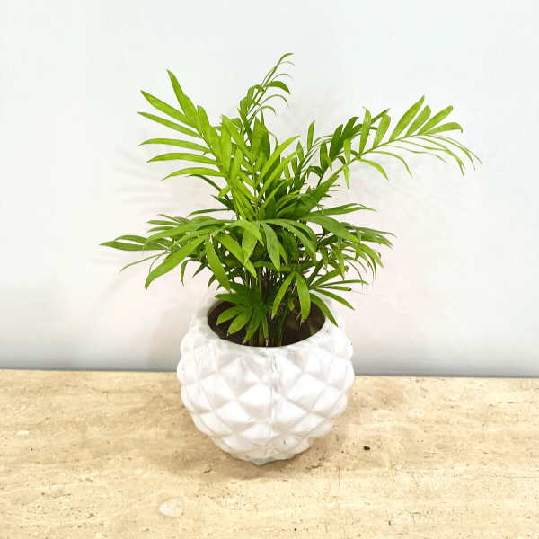 Table Palm In Classy Ceramics - 50 pcs. Table Palm In Classy Ceramics - 50 pcs.
