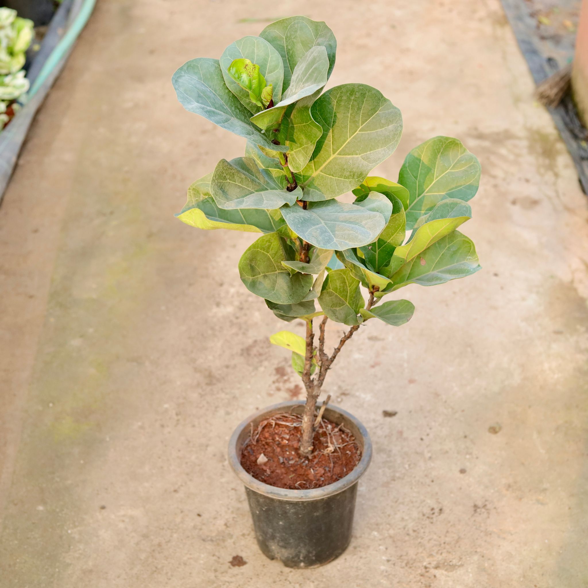 Fiddle Leaf Fig / Ficus Lyrata in 8 Inch Nursery Pot