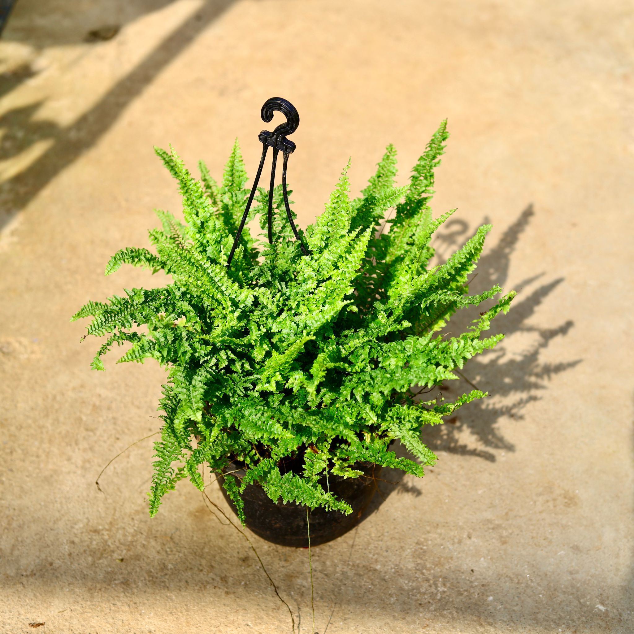 Fern Green in 8 Inch Black Hanging Basket