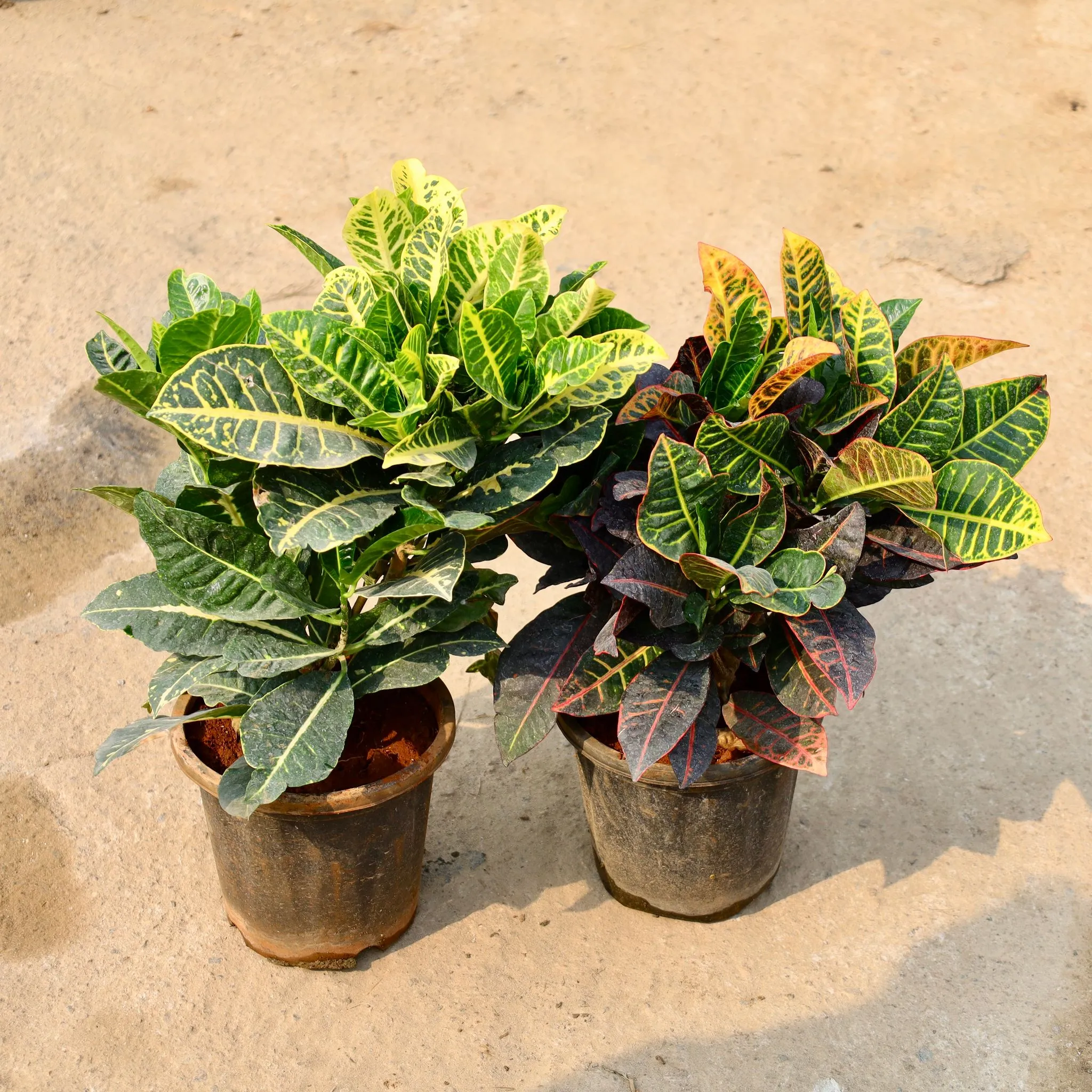 Set of 2 - Croton Petra in 8 Inch Nursery Pot