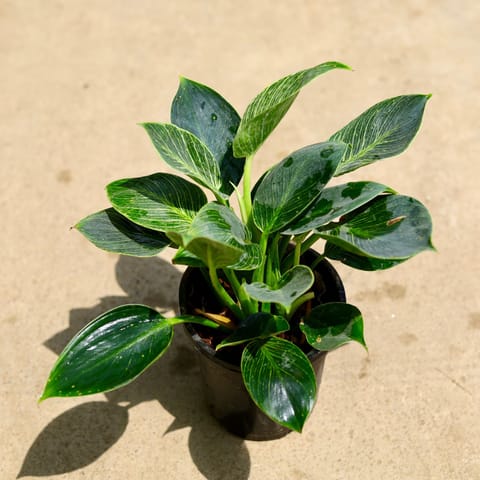 Philodendron Birkin in 6 Inch Nursery Pot