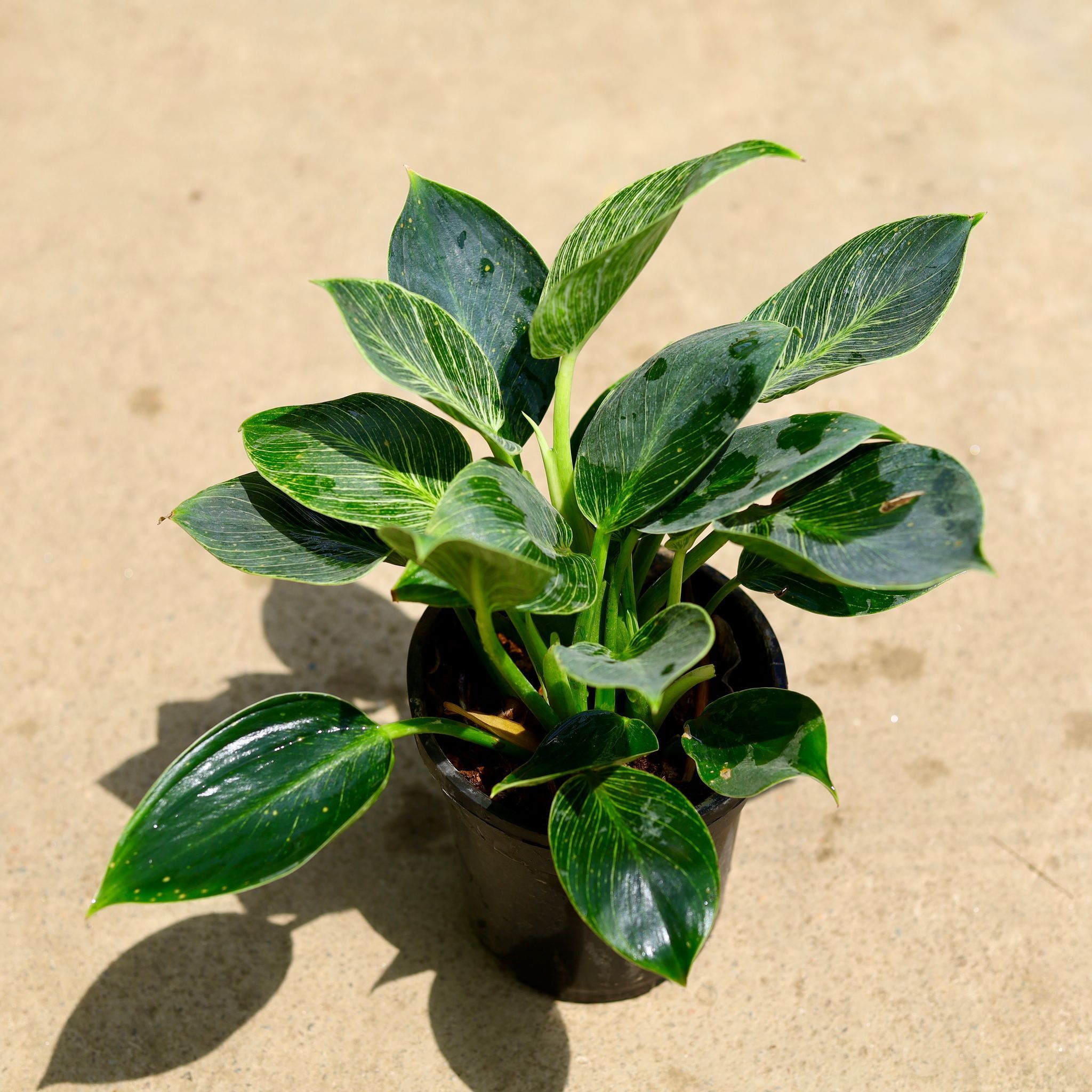 Philodendron Birkin in 6 Inch Nursery Pot
