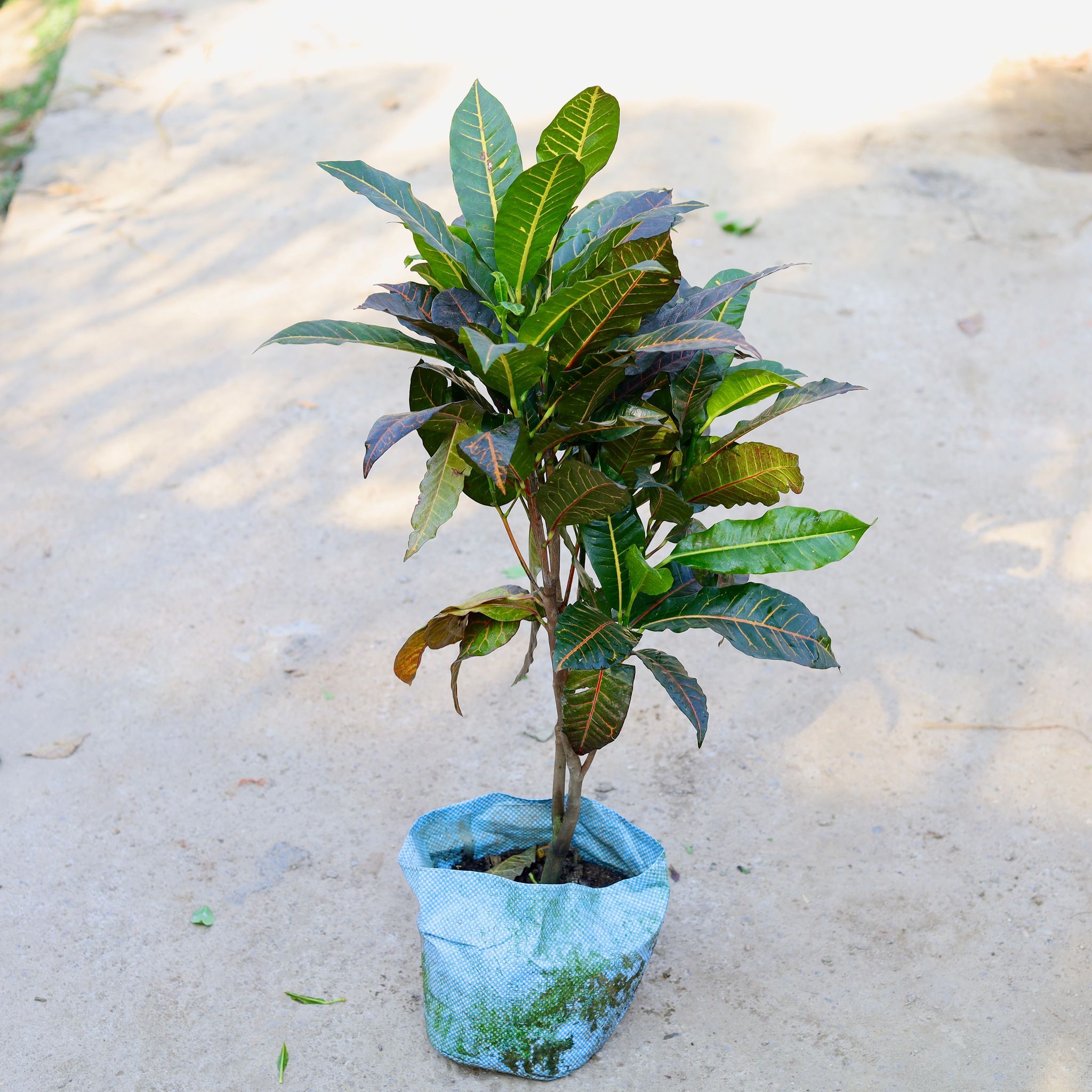 Mother Croton Petra (Any Color) in 10 Inch Nursery bag