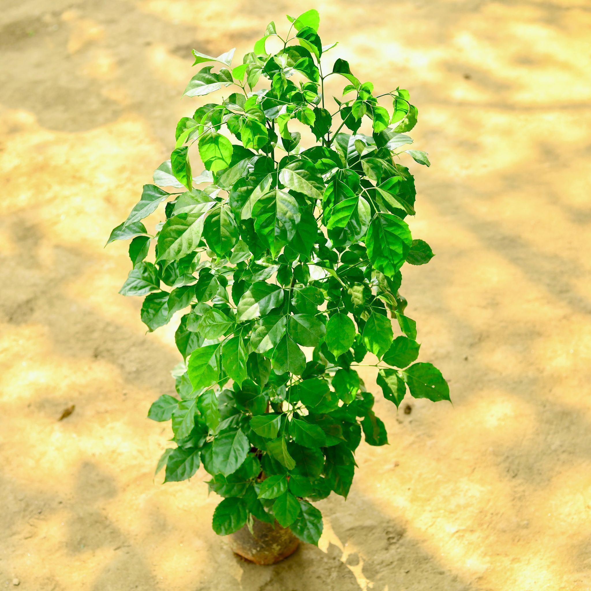China Doll / Radermachera in 10 Inch Nursery Pot
