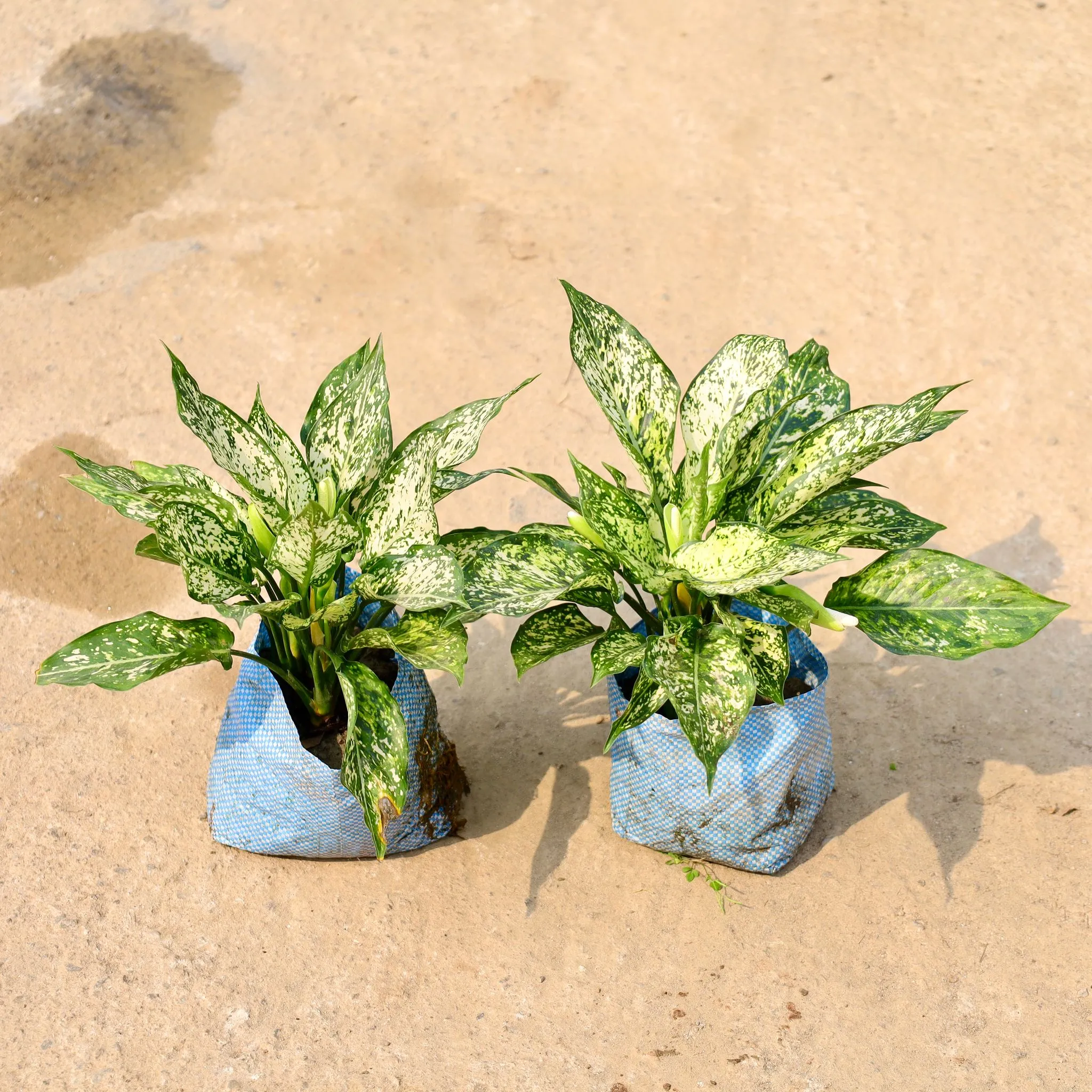 Set of 2 - Aglaonema Snow White in 8 Inch Nursery Bag