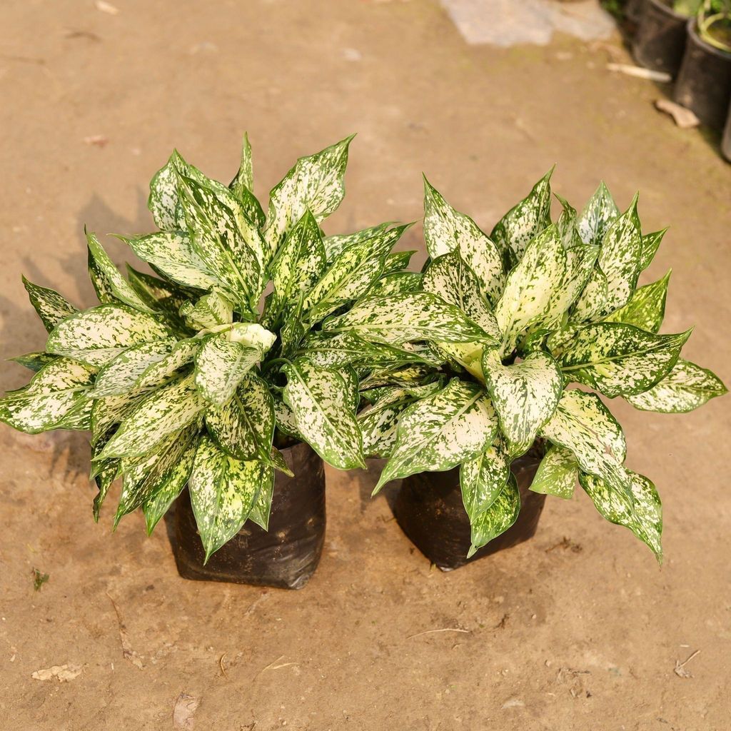 Set of 2 - Aglaonema Snow White in 7 Inch Nursery Bag