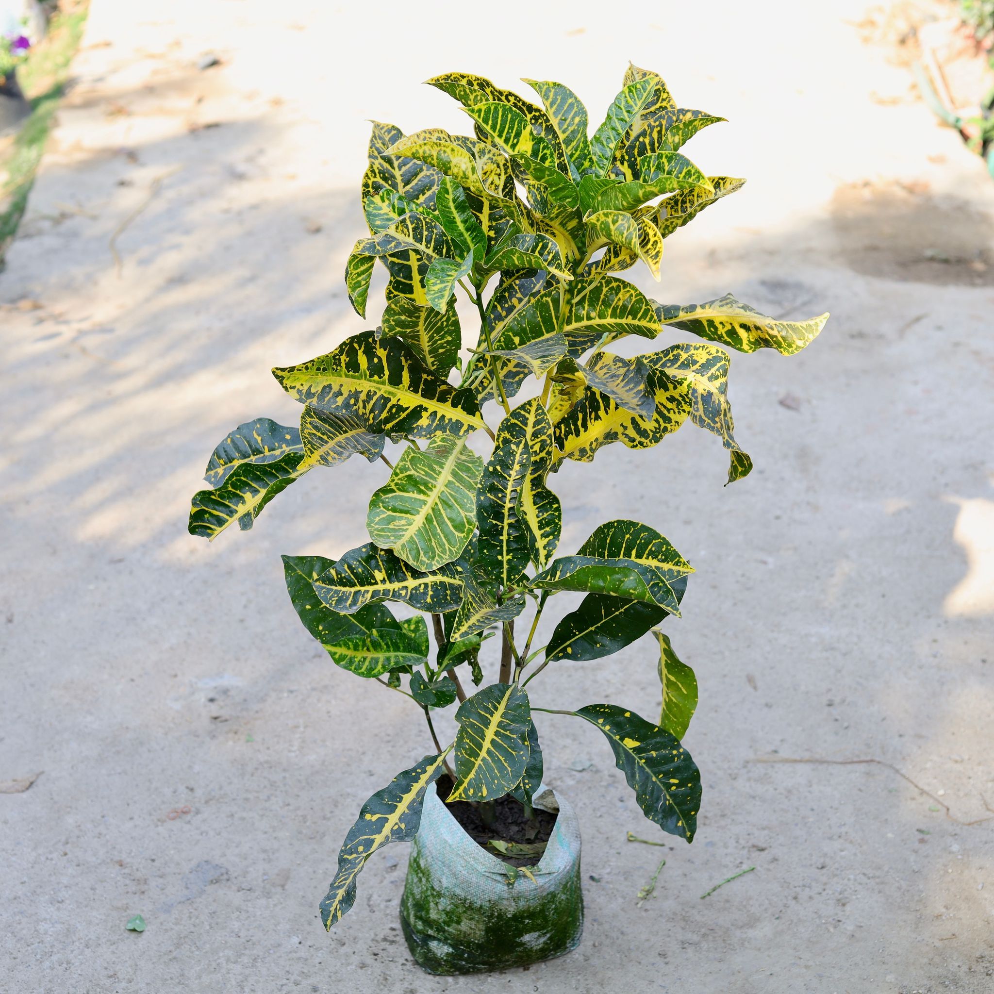 Mother Croton Petra (Any Color) in 10 Inch Nursery bag