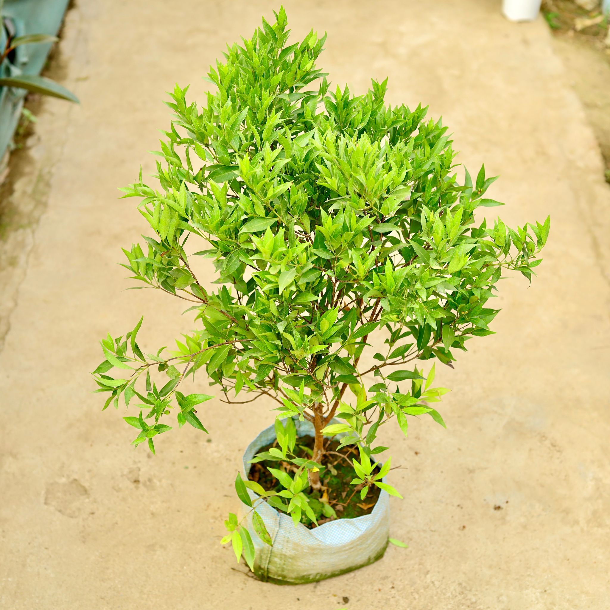 Syzygium / Christina Ficus in 10 Inch Nursery Bag