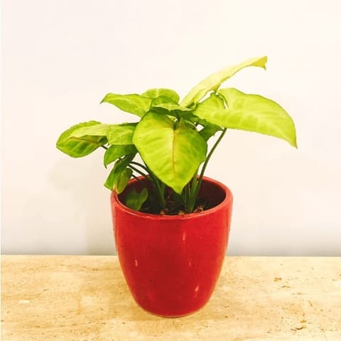Syngonium Green in Elegant Ceramic Pots - 50 Pcs.