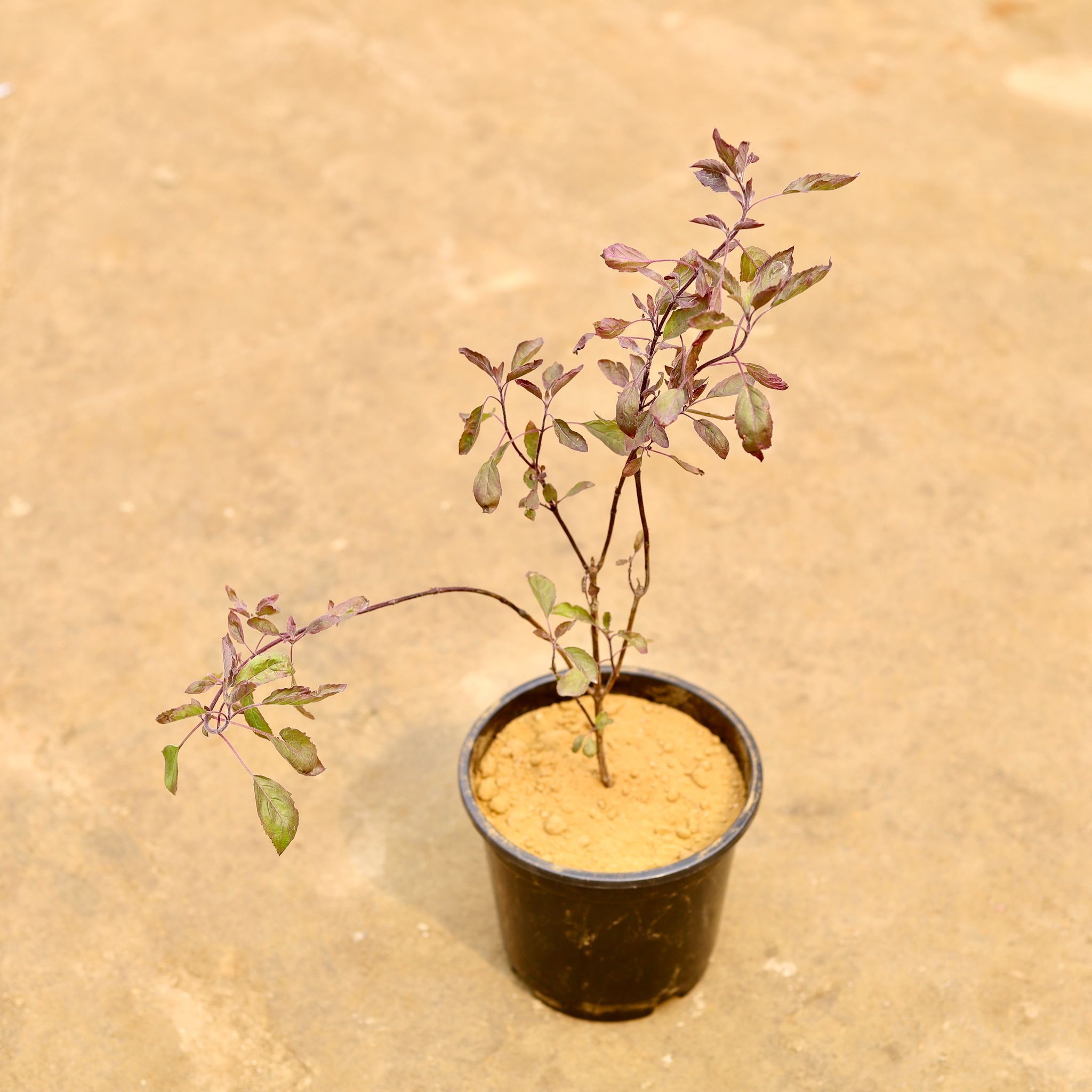 Shyama Tulsi in 6 Inch Nursery Pot