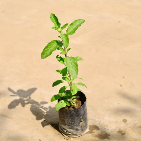 Rama Tulsi in 4 Inch Nursery Bag