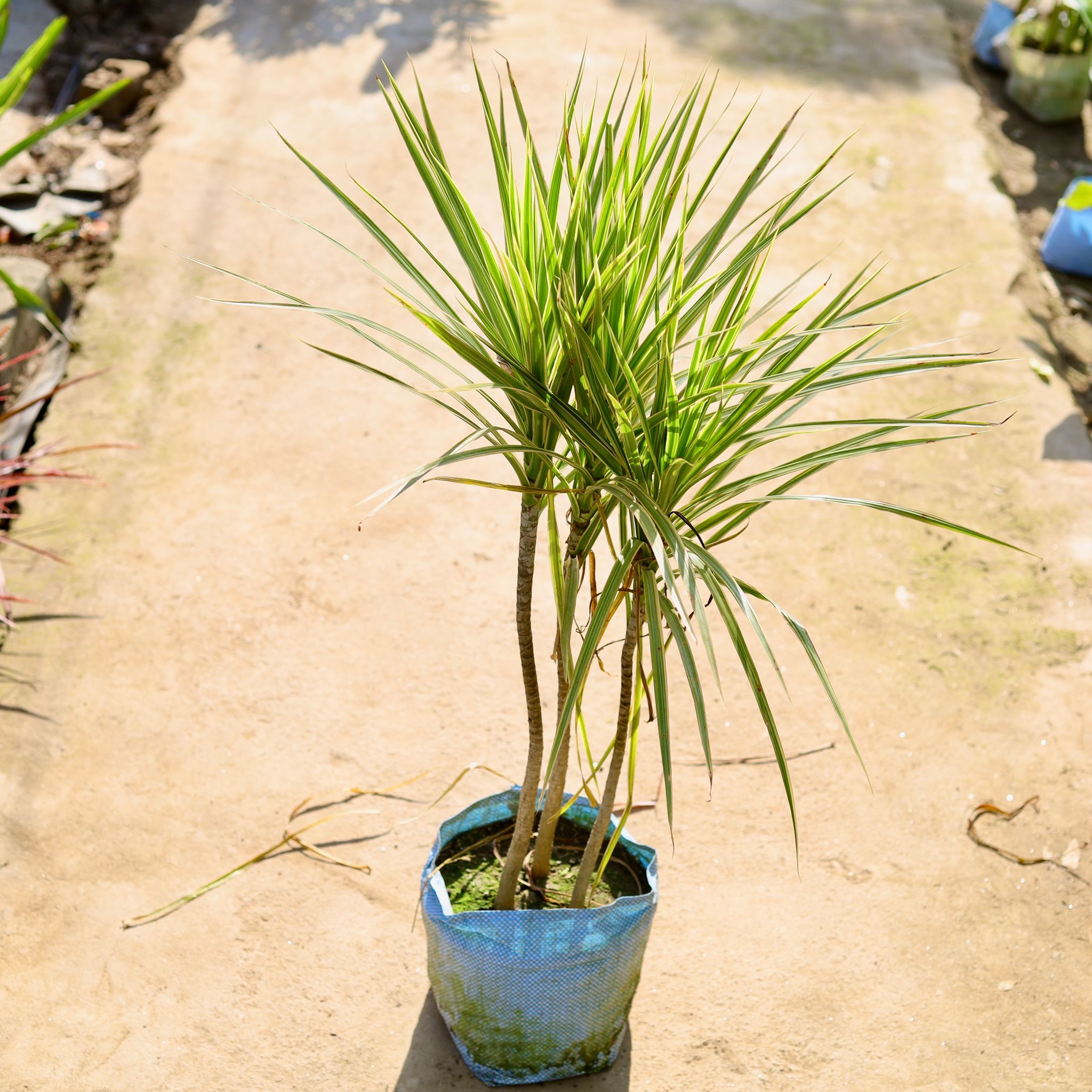 Clorma White in 8 Inch Nursery bag