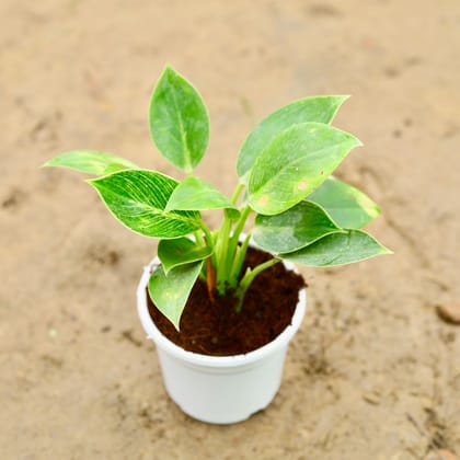 Buy Philodendron Birkin in 6 Inch Nursery Pot Online | Urvann.com