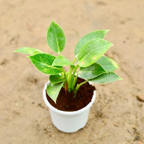 Philodendron Birkin in 6 Inch Nursery Pot